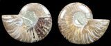 Polished Ammonite Pair - Agatized #56307-1